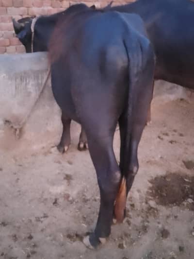chichawatni chak No 34-12 L