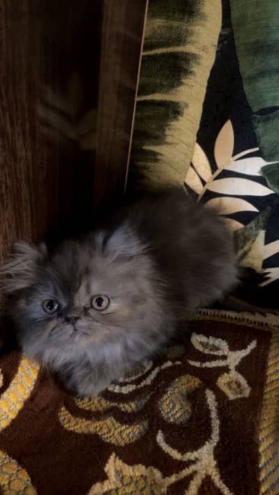 Gray punch tripple coated kitten