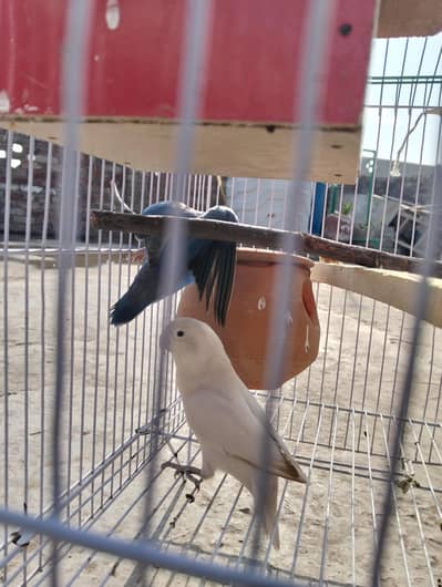 love birds