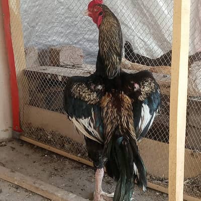 Aseel Thai Breeder