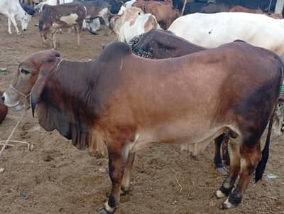 qurbani lovers