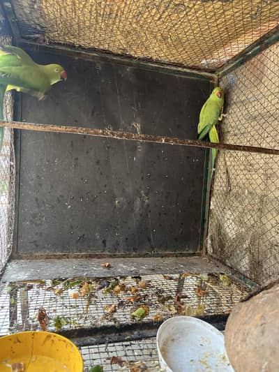 3 Parrots for sale