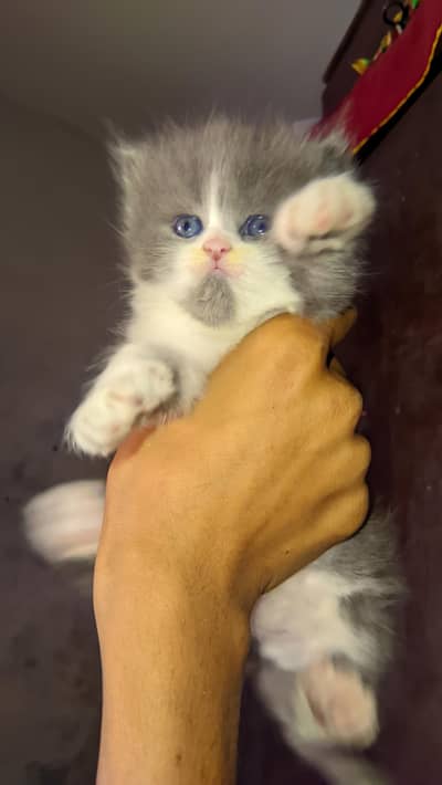 "King of Persians – Blue Eyed Fluffball