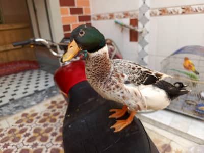 Healthy Male Mallard Duck - Sabz Sir Batakh - Multan