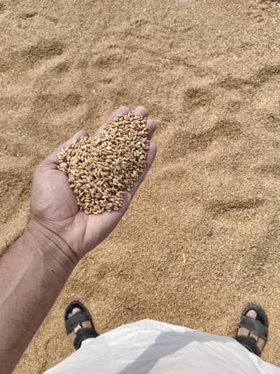 Gandum for Sale