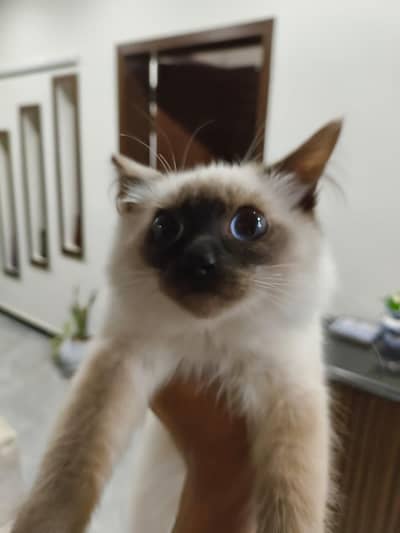 Siamese Cat name Kovu