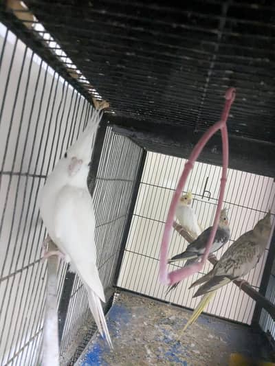 healthy and active confirm breader pair