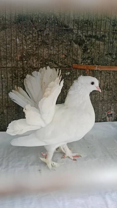 Beautiful & Active Pigeons for Sale