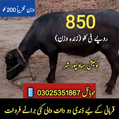 قربانی کے لیے دُندی دو دانت والی کٹی برائے فروخت
