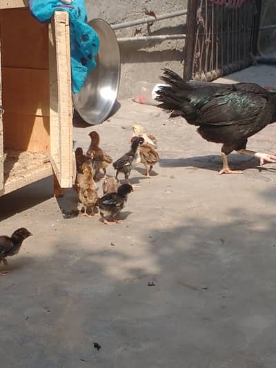 Aseel murgi and chicks