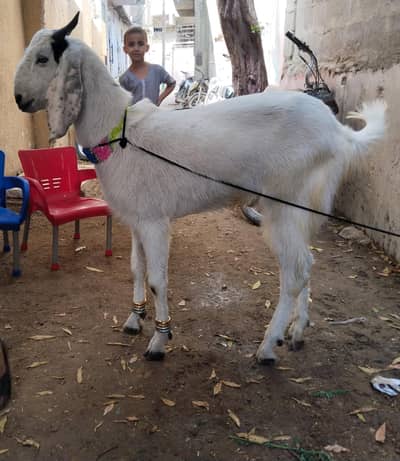 Bakra 2 dant