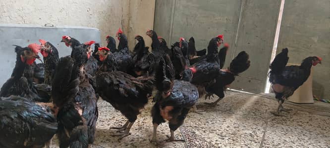 Australorp hen /Golden Misri hen / desi murgi / desi Hen /  desi eggs