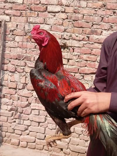 Thai aseel chick