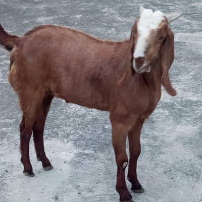 qurbani ke liye bakra