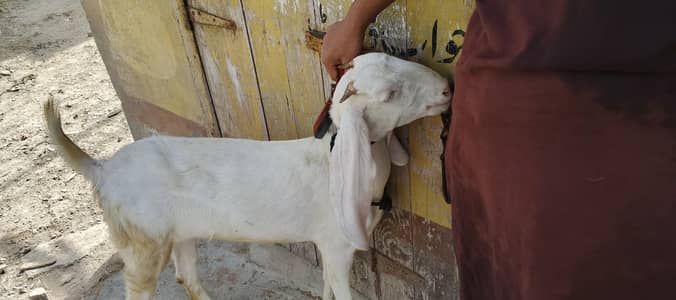 A beautiful gulabi bread goat