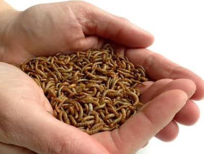 Mealworms Beetles business