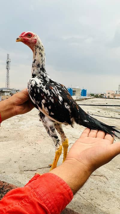 Shamo Pair | Patha Murga Murgi hen Shamo Aseel Pair 03098573144