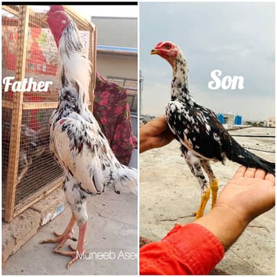 Shamo Pair | Patha Murga Murgi hen Shamo Aseel Pair 03098573144