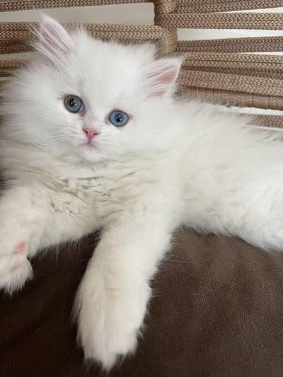 white Pershian Kitten  Double eyes