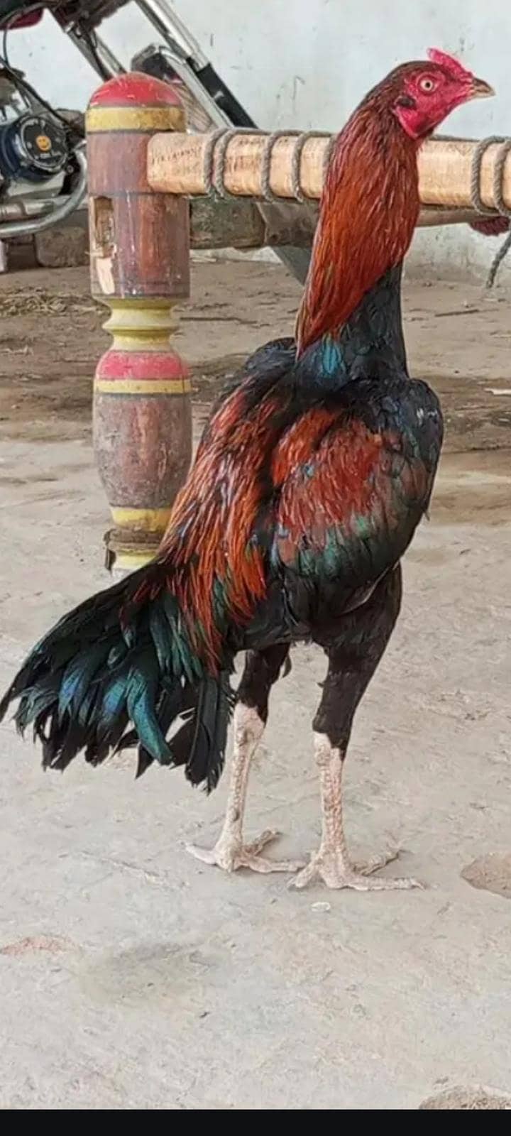 unique Amroha pair 3