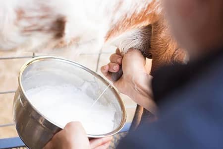 Goat milk
