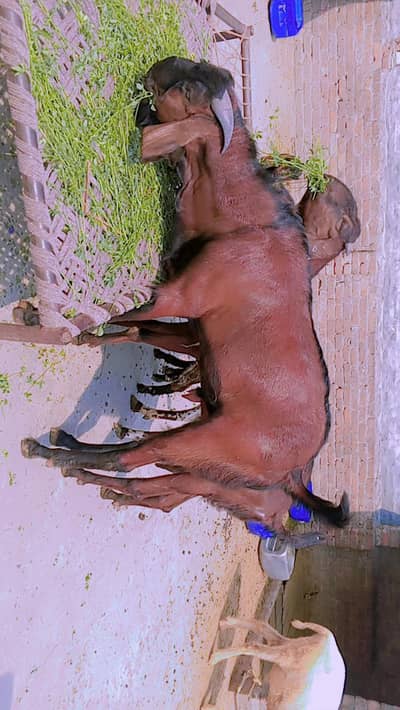 Bakra barya farokhat ?