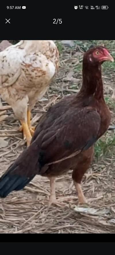 unique Amroha hen