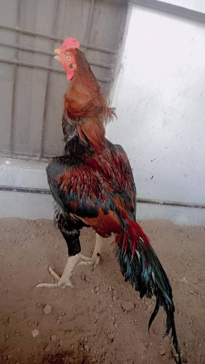 Aseel breeder high quality bird beautiful look full active Bird