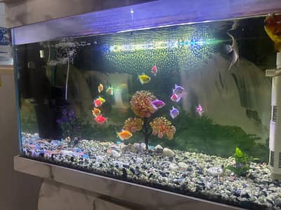 Fish Aquarium