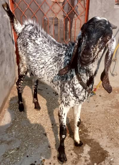 Black Makhichena Bakra 4 sale