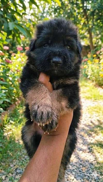 German shepherd puppy