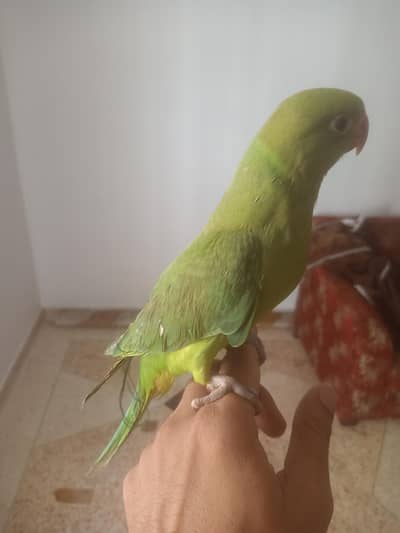 ringneck chicks 0324 8203246