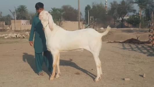 gulabi bakra for sale call me 03460423873