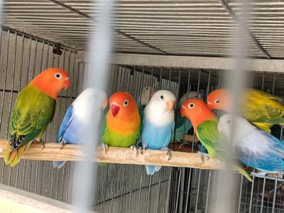 lovbirds quality pc