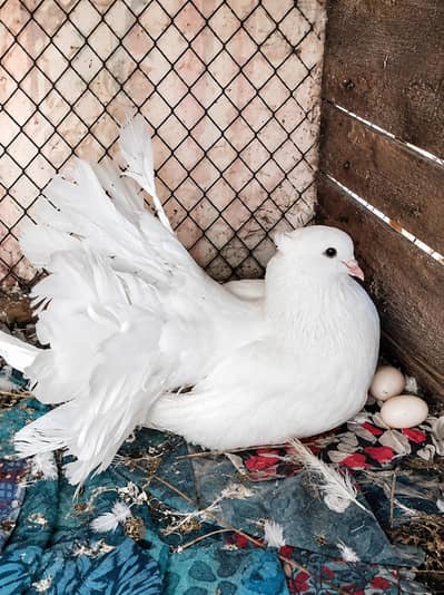 Masallah Confirm Breeder Pair For Sale