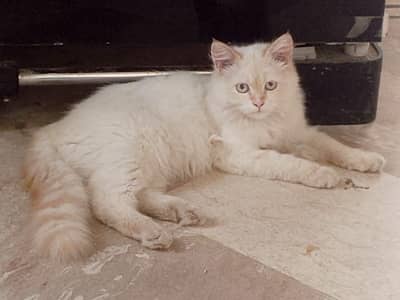 pair of Persian cat's babies