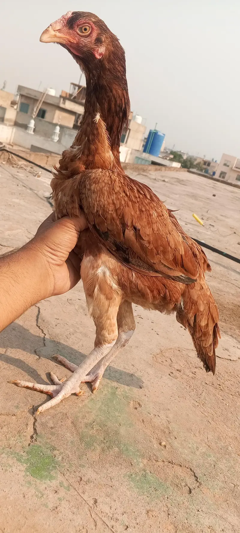 Lasani Mushka Aseel Murga Patha Mianwali Murgi Aseel Pair 03098573144 — photo 11