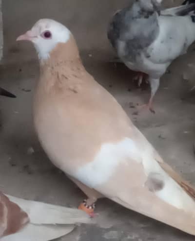 healthy and active pigeon
