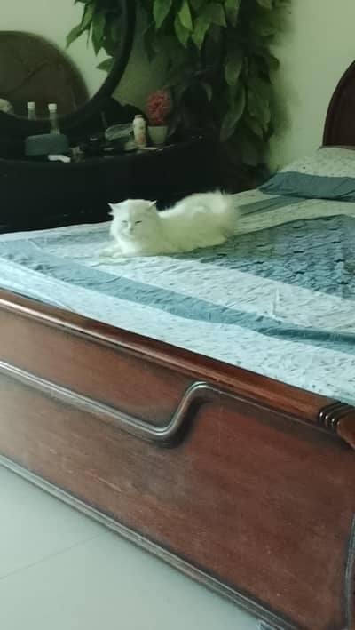 this is very friendly cat