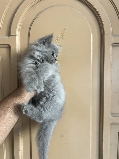 3 Persian Kitten