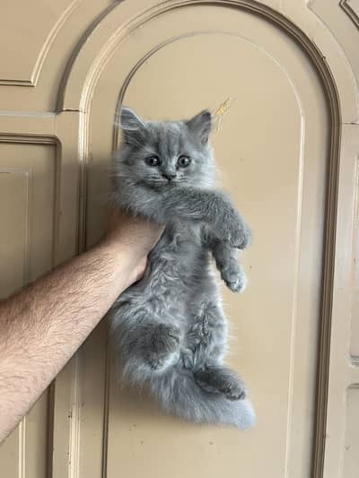 3 Persian Kitten