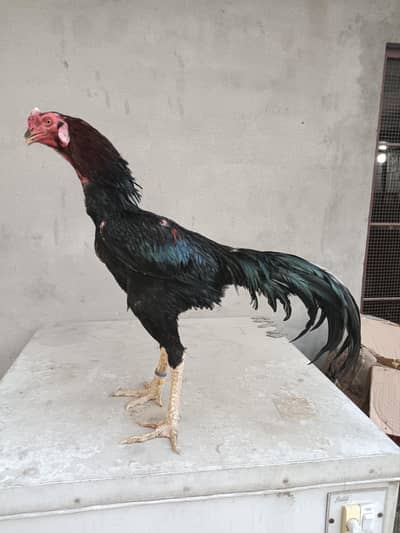 Chicks NeckLocker Panus Pakoye Thai Aseel | Shamoo Veitnam Burmi Pakoy