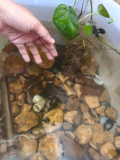 guppy  for sale 600 dozen