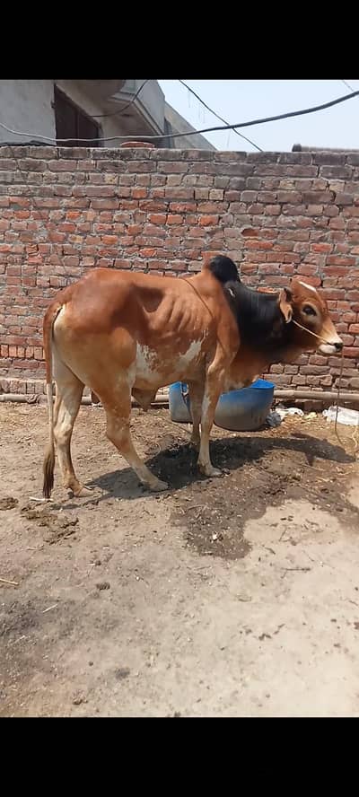 Wacha for qurbani. 3084455751watdupp