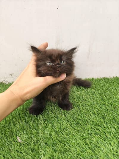 Triple coated white male and chocolate brown female kittens