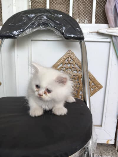 Triple coated white male and chocolate brown female kittens