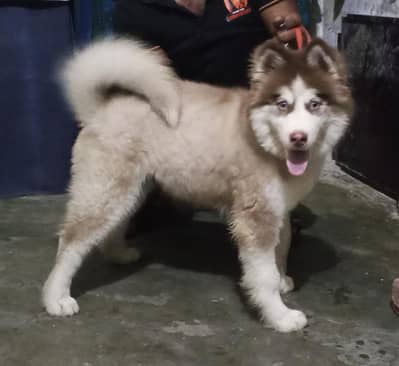 Siberian Husky puppy | male husky | blue eye siberian husky for sale