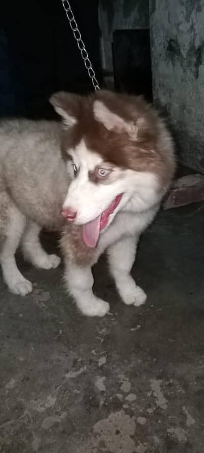 Siberian Husky puppy | male husky | blue eye siberian husky for sale