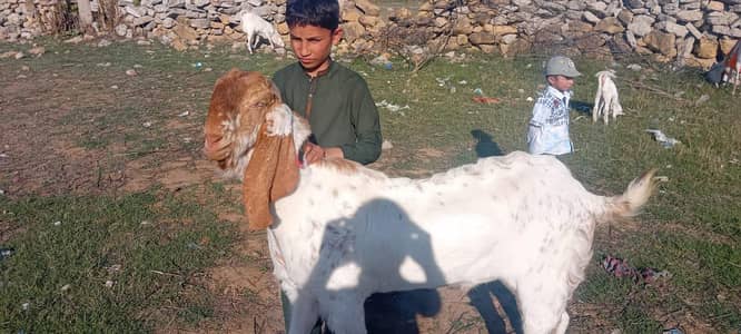 desi bakra for sale contact Whatsapp 0323.4282. 496