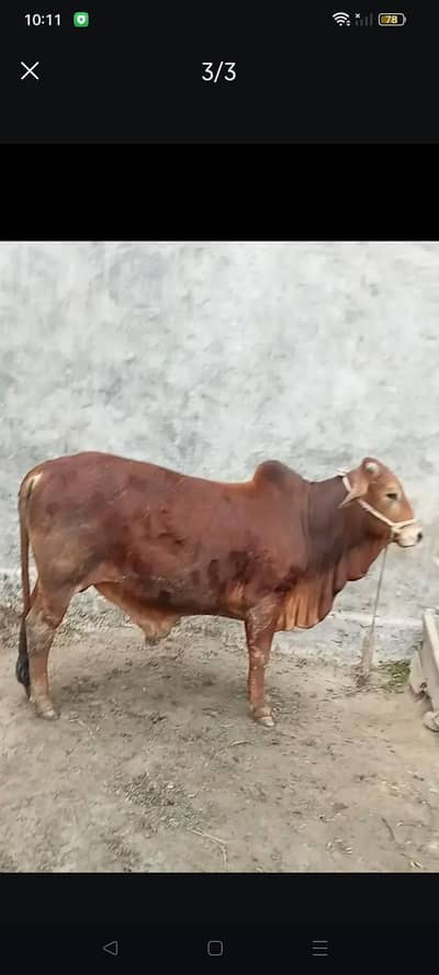 Wacha for qurbani. 3084455751watdupp